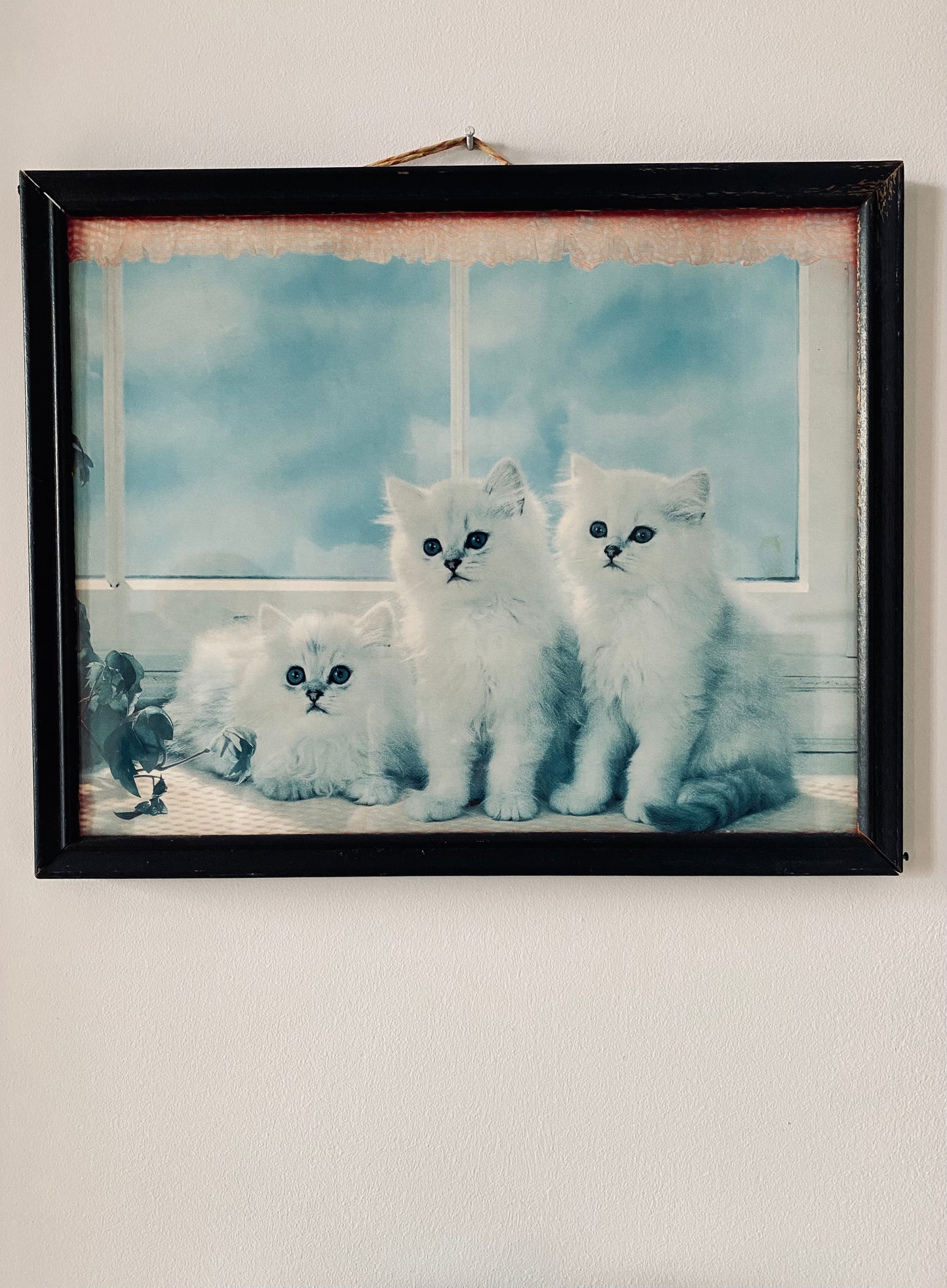 Pureté de chats