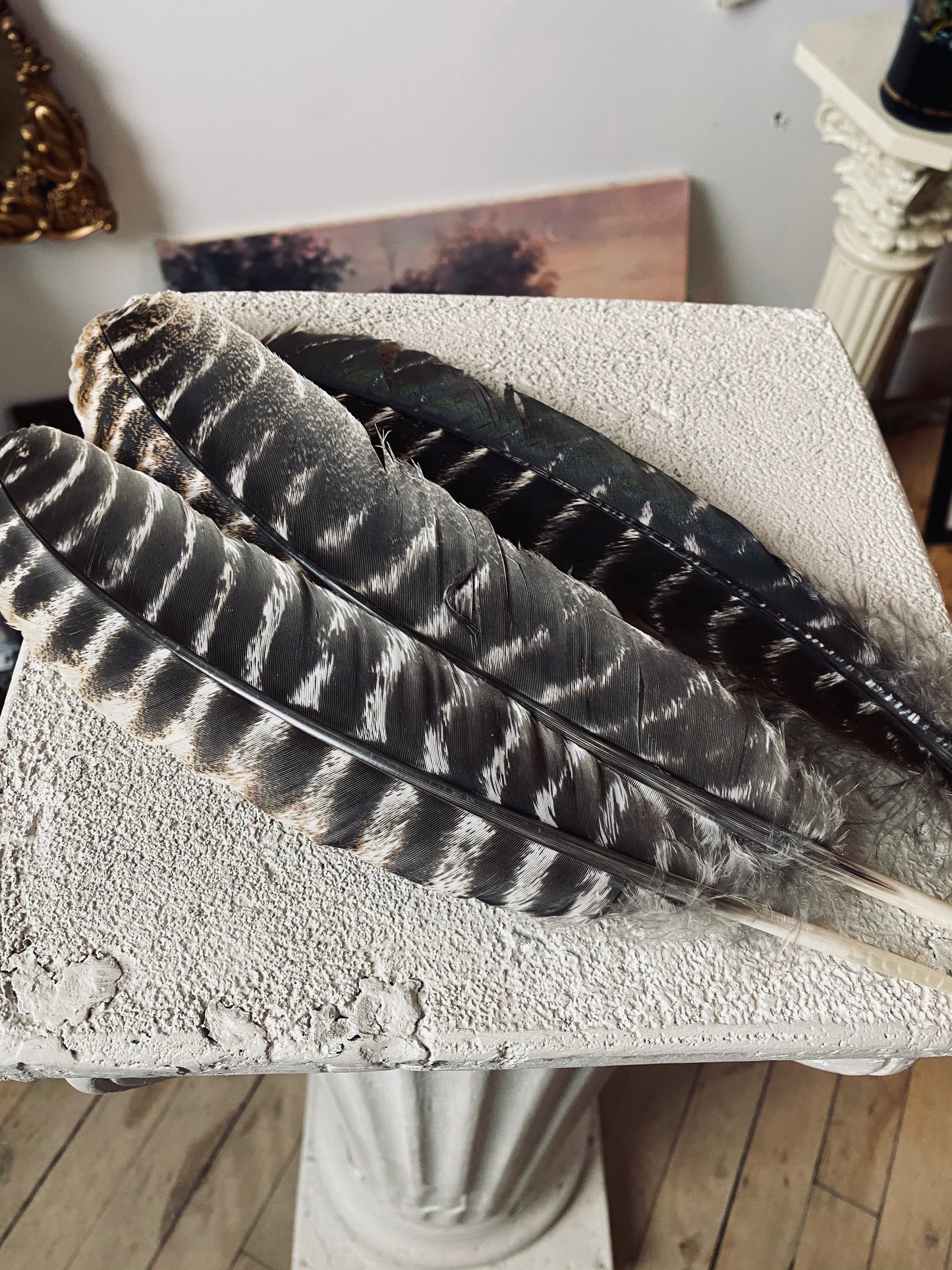 Plume de dindon sauvage